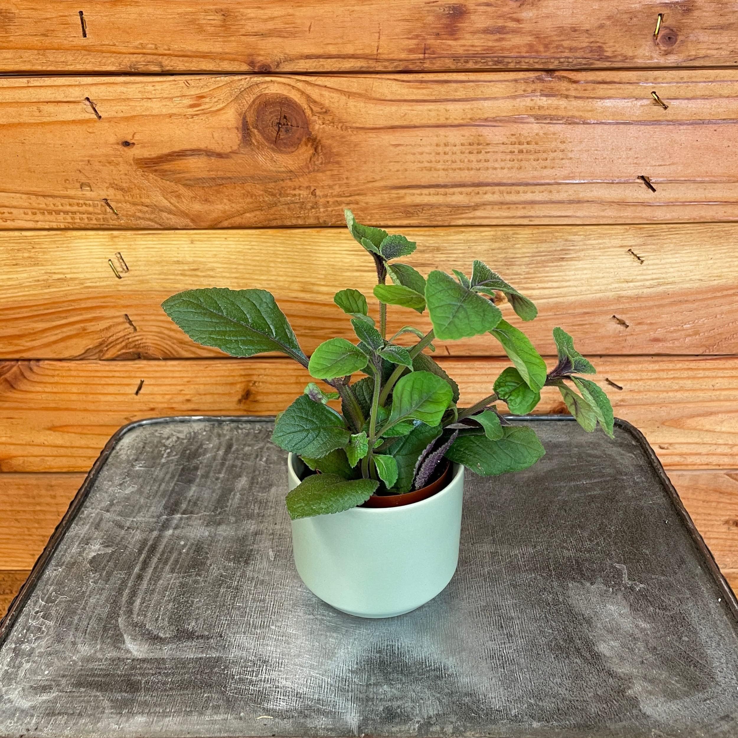 Pack 02 Green Plectranthus Swedish Ivy Plants Live, Live