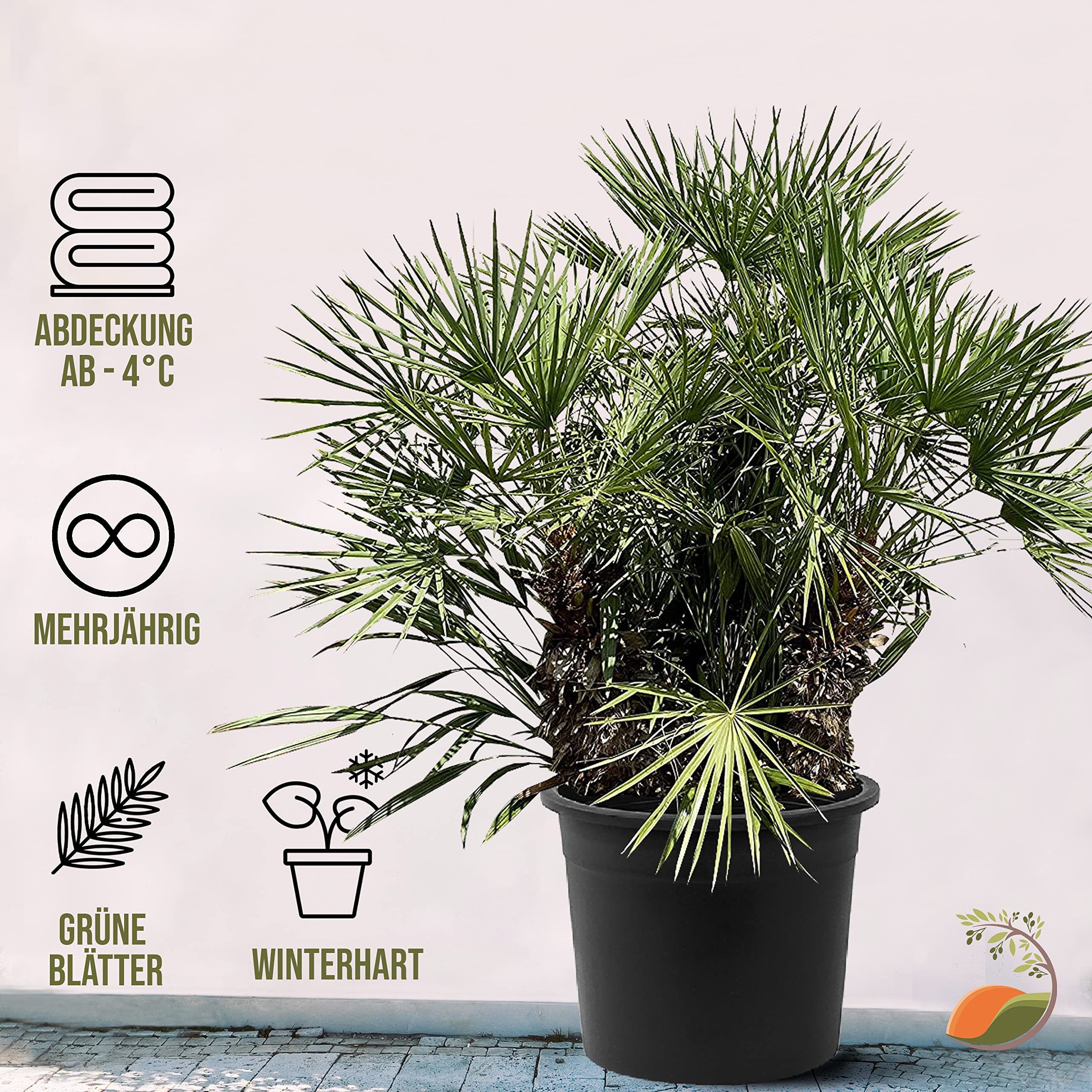 Chamaerops humilis - 200-230 cm
