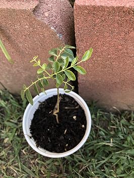 Curry Leaf Plant