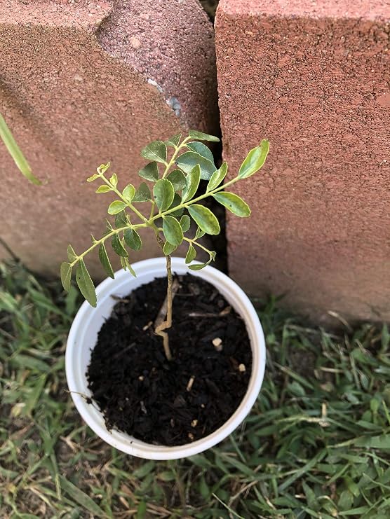 Curry Leaf Plant