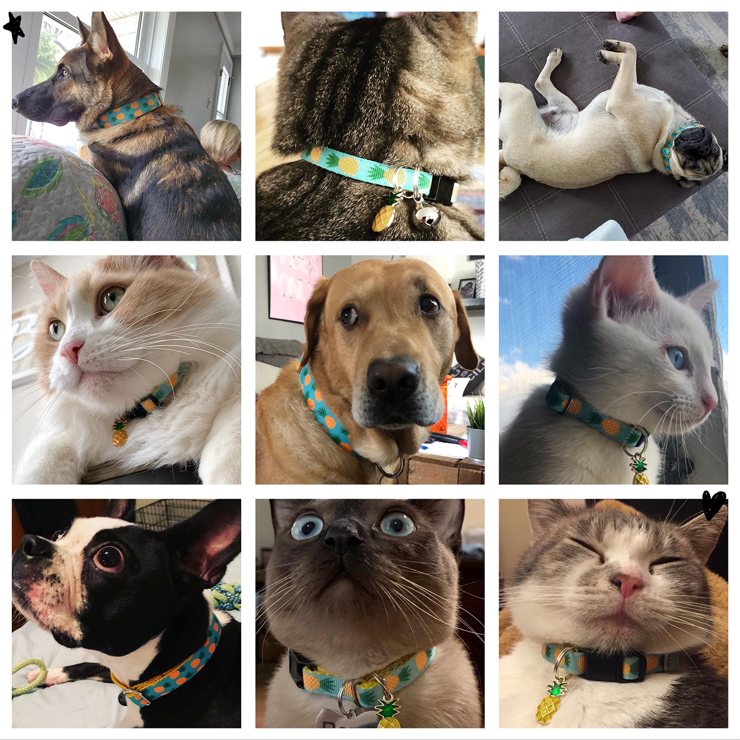 WAAAG Pet Supplies, (Tropical Pineapple) Cat Collar, Dog Collar, Cat Leash, Dog Leash for Cats, Puppies, Small Medium Large Dogs