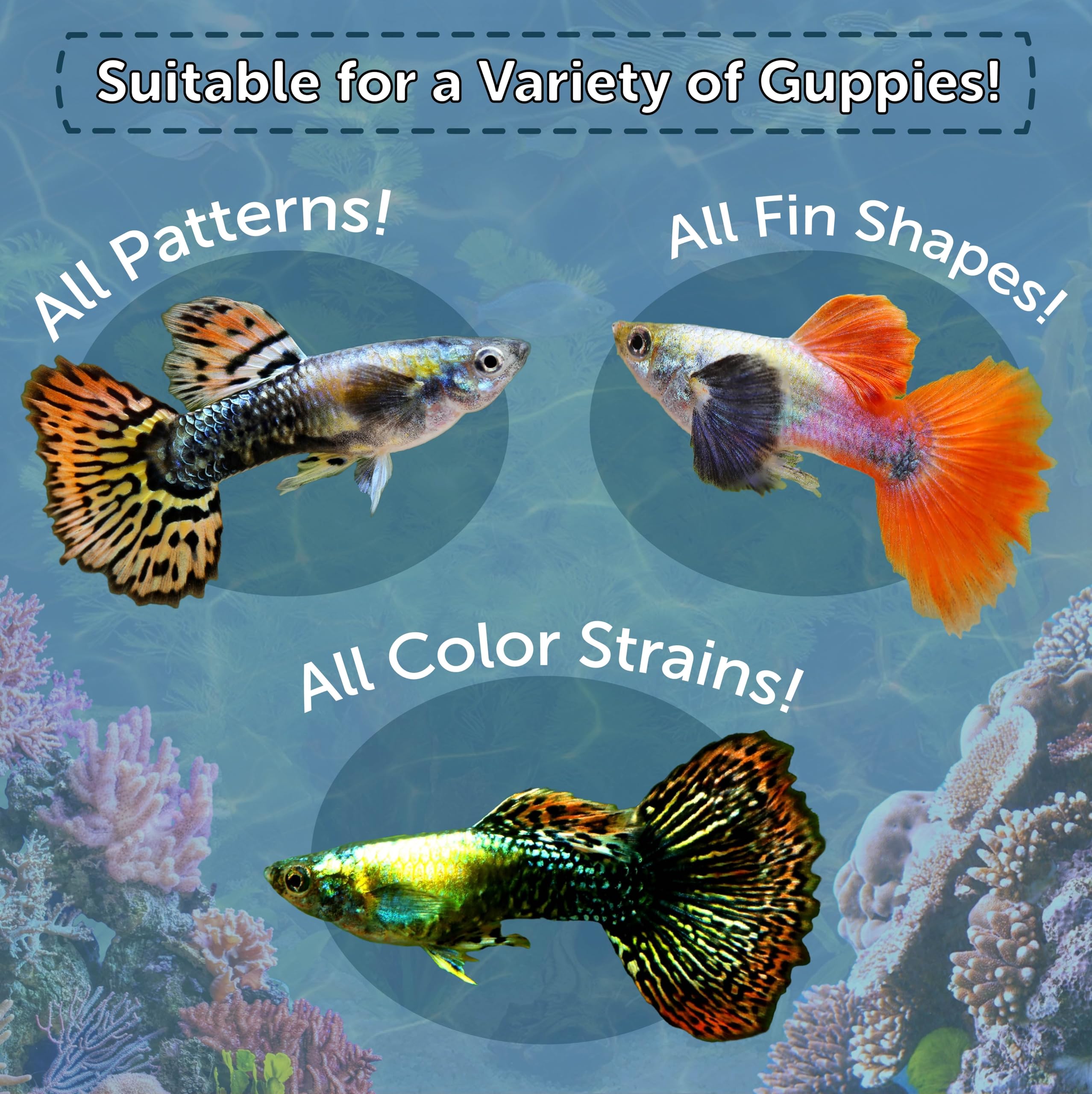 Best Flake Food for Guppies: Top Picks for Vibrant Health