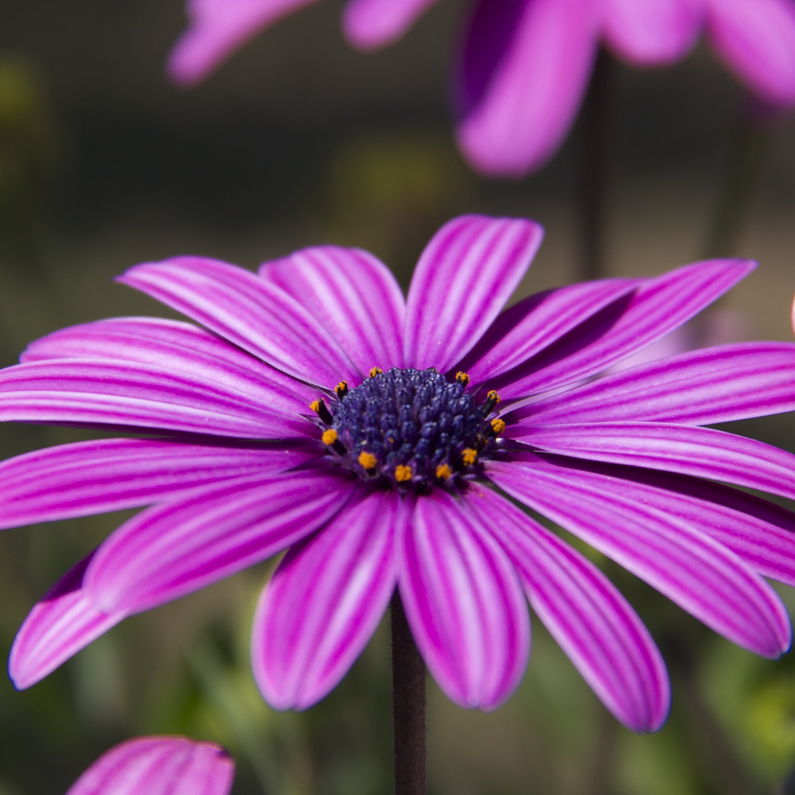 See full amazon price history chart for Biocarve Seeds Biocarve Osteospermum Ecklonis - Pack Of 100 Seeds Biocarve Seeds Biocarve Osteospermum Ecklonis - Pack Of 100 Seeds (B01ASWNAOM) Amazon Price History, Amazon Price Tracker