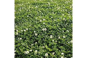 Outsidepride Perennial White Dutch Clover Seed - 2 lbs.