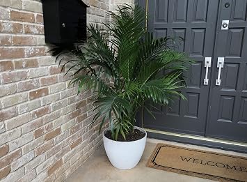 Exaco Trading Company Medium Large Planter, Speckled White