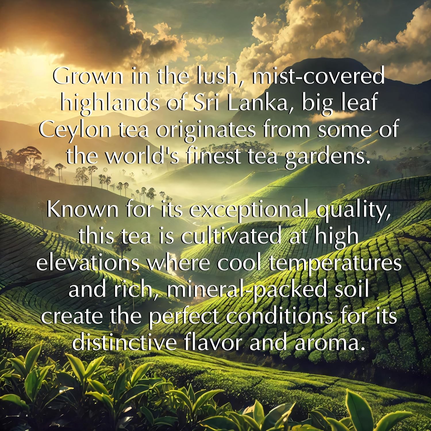 Romanov Tea | Royal Elixir | Big Leaf | Pure Ceylon Black Tea | 250 g (3)