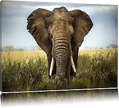 Pixxprint Impressive Elephant Canvas Picture 100 x 70 cm Ready Stretched Wall Picture Decoration Art Print No Poster