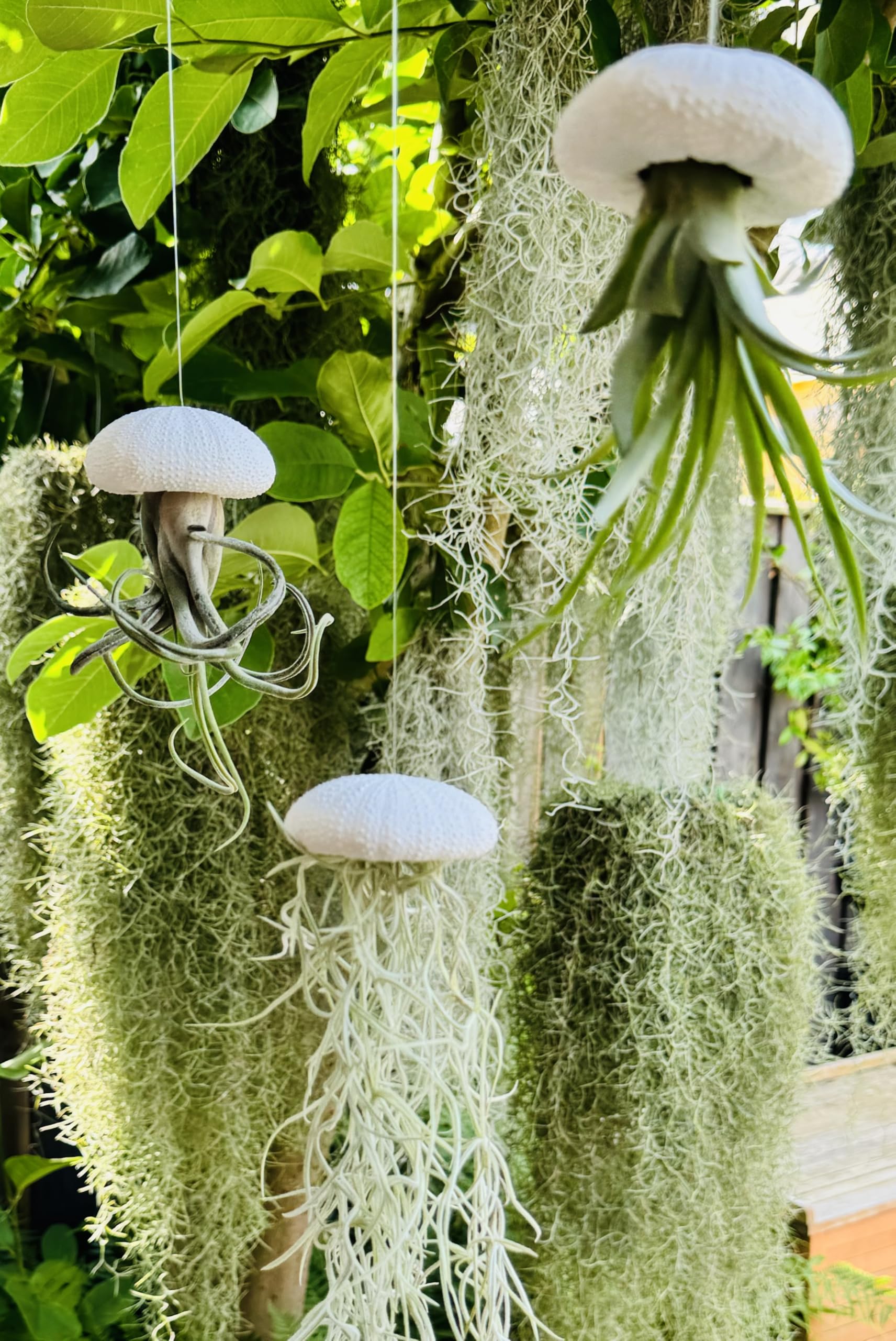 3er Set Tillandsia Luftpflanzen in weißen Alfonso Seeigeln | Echte Airplants, Bromeliengewächse mit Spanischem Moos, Pflegeleicht & dekorativ, Geschenkidee, Trendyairplants