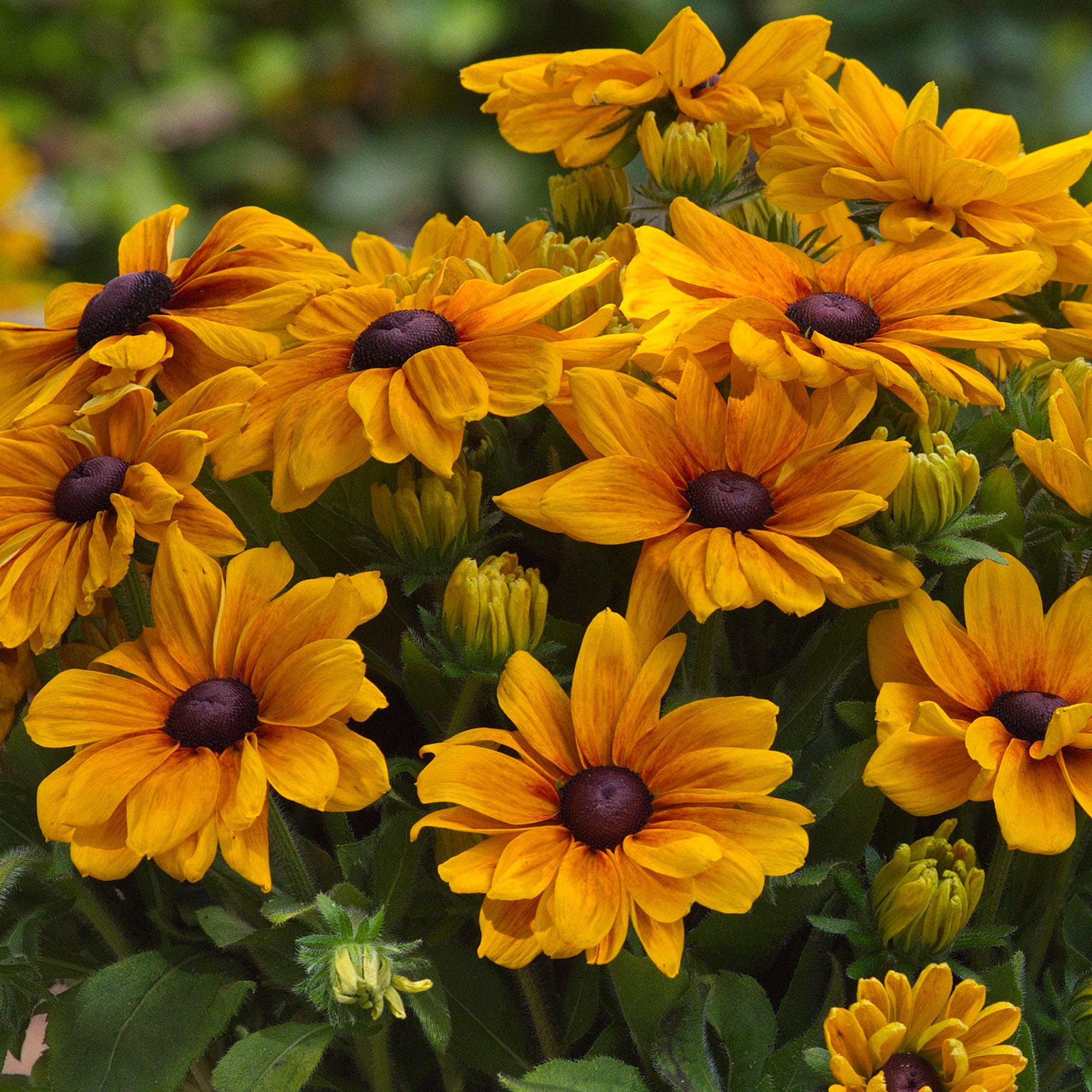 Rudbeckia Sunbeckia Carolina - Real Outdoor Plants - Hardy Garden Perennial - Bright Yellow Daisy-Like Flowers - Summer Flowering Plant for Pots, Borders & Wild Gardens UK (9cm Pot, 10-20cm)