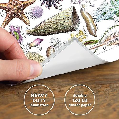 Miniatura 3 de Palace Learning Póster impreso vintage de medusas e invertebrados acuáticos, tabla de referencia de identificación de vida marina (laminado, 18 x 24