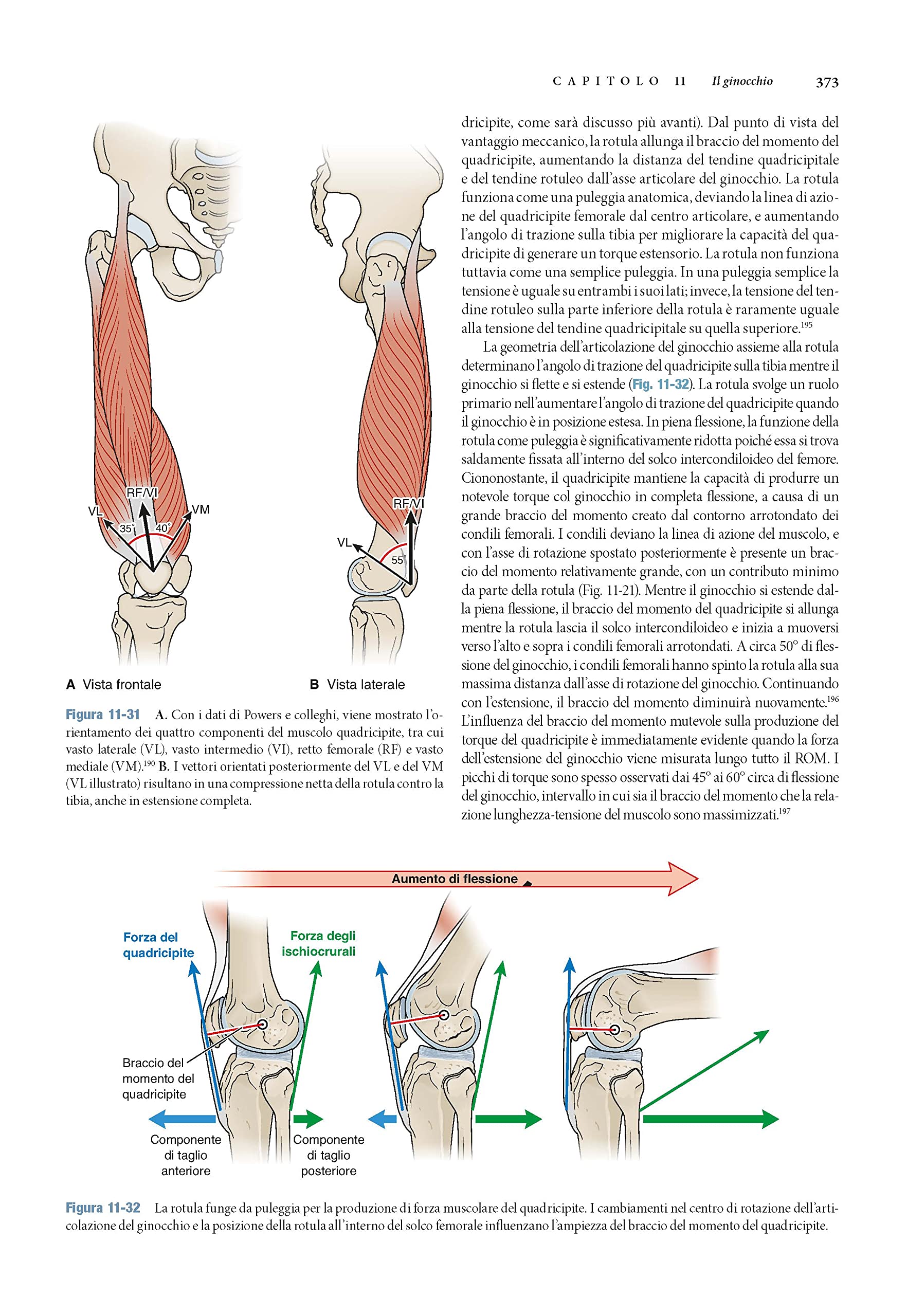Articolazioni: struttura e funzioni