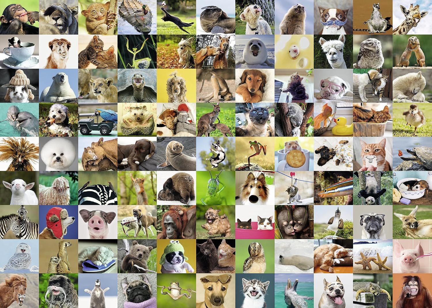 Ravensburger 99 Funny Animals Jigsaw Puzzle (1000 Piece)