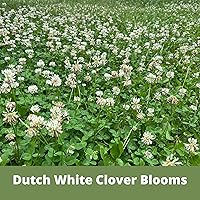 Vista 4 de Flawn Seed Kits Semilla de trébol holandés blanco, 1 libra, revestimiento orgánico, césped natural, cubierta del suelo, parcela de alimentos