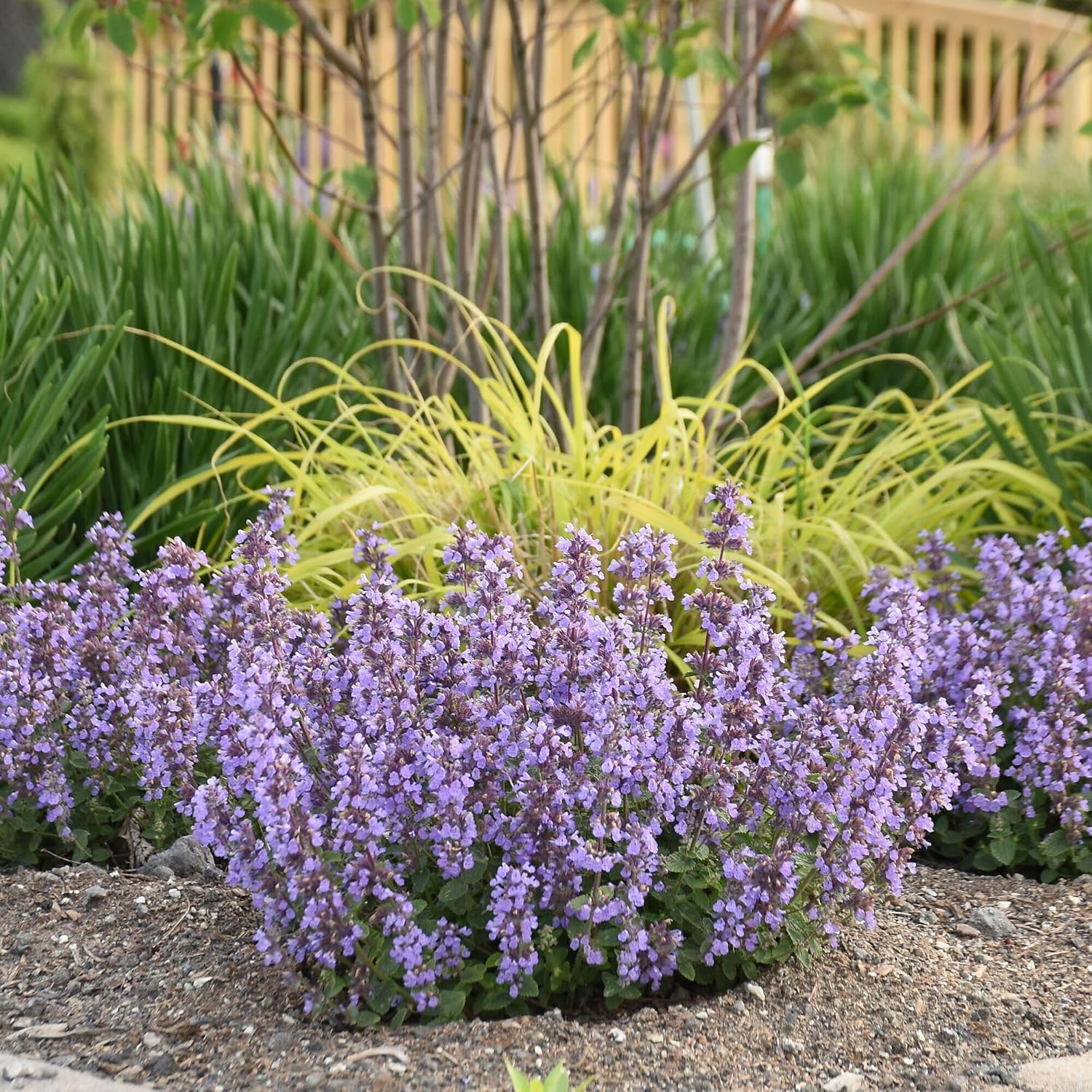 Nepeta ‘Cat’s Pajamas’, Catmint Live Plant, Proven Winners, Fragrant Plant, Perennial Plants in pots and Ready to Plant, not Seeds, Container Size: 4.5"