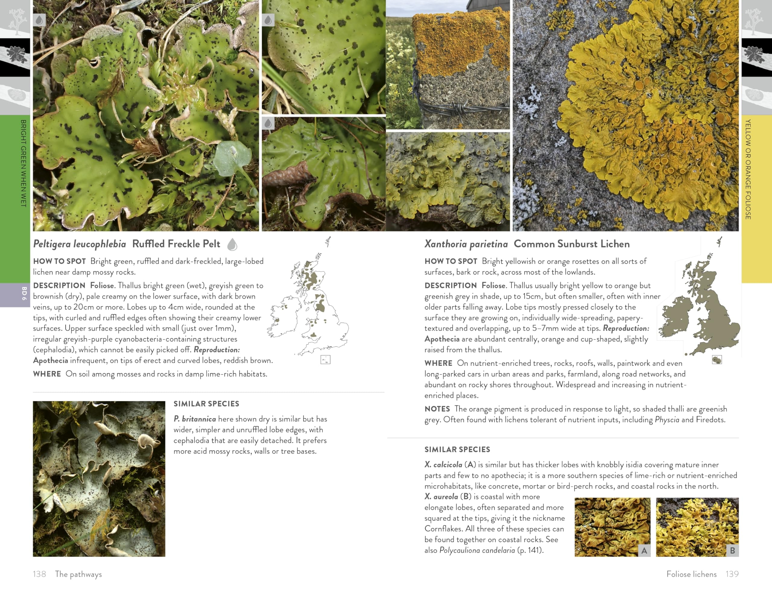 Lichens of Britain and Ireland: An Introductory Guide