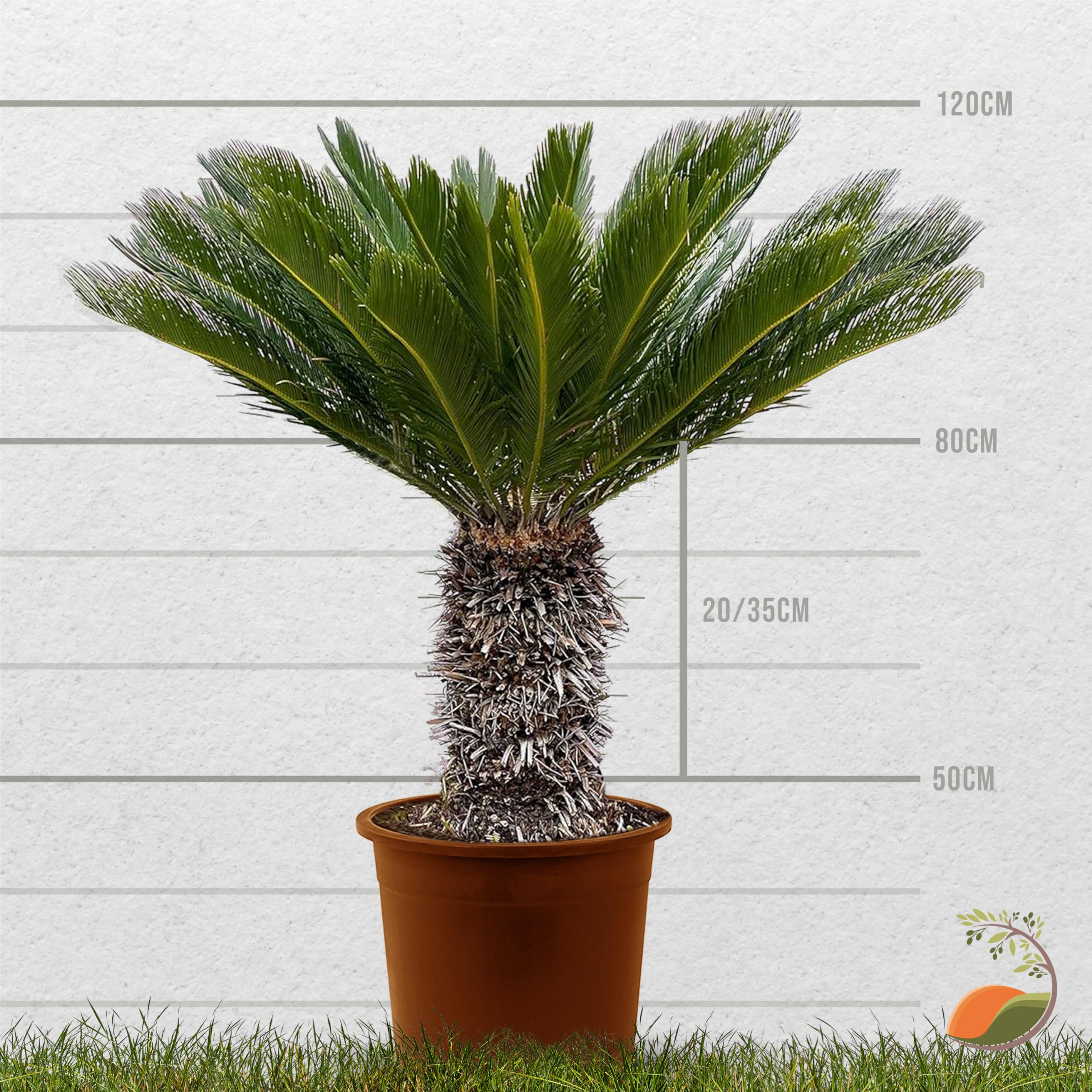 Palme Für Draußen RE: Cycas Revoluta - Japanische Produktbild-Vorschau 8