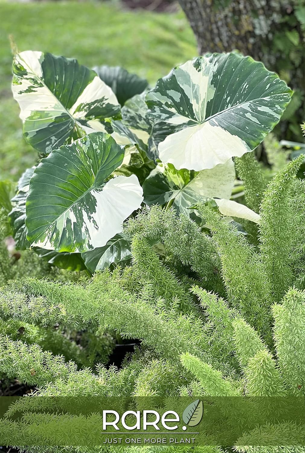 Nature's Way Farms Alocasia 'Dawn' Variegated (25-30" Tall) - Rare Live Indoor Plant, Unique Foliage