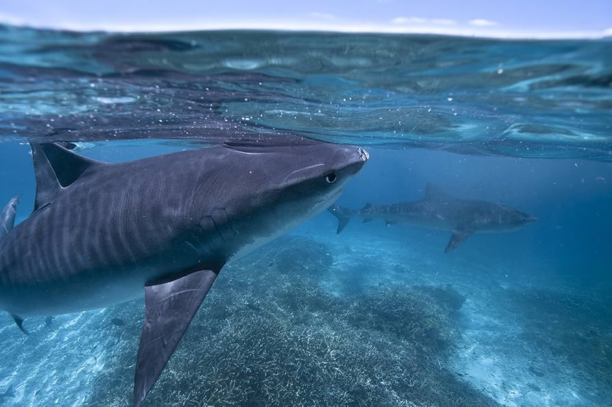 グレート・リフト BBCオリジナル完全版 [Blu-ray] Amazon.co.jp: グレート・リフト BBCオリジナル完全版 [Blu-ray