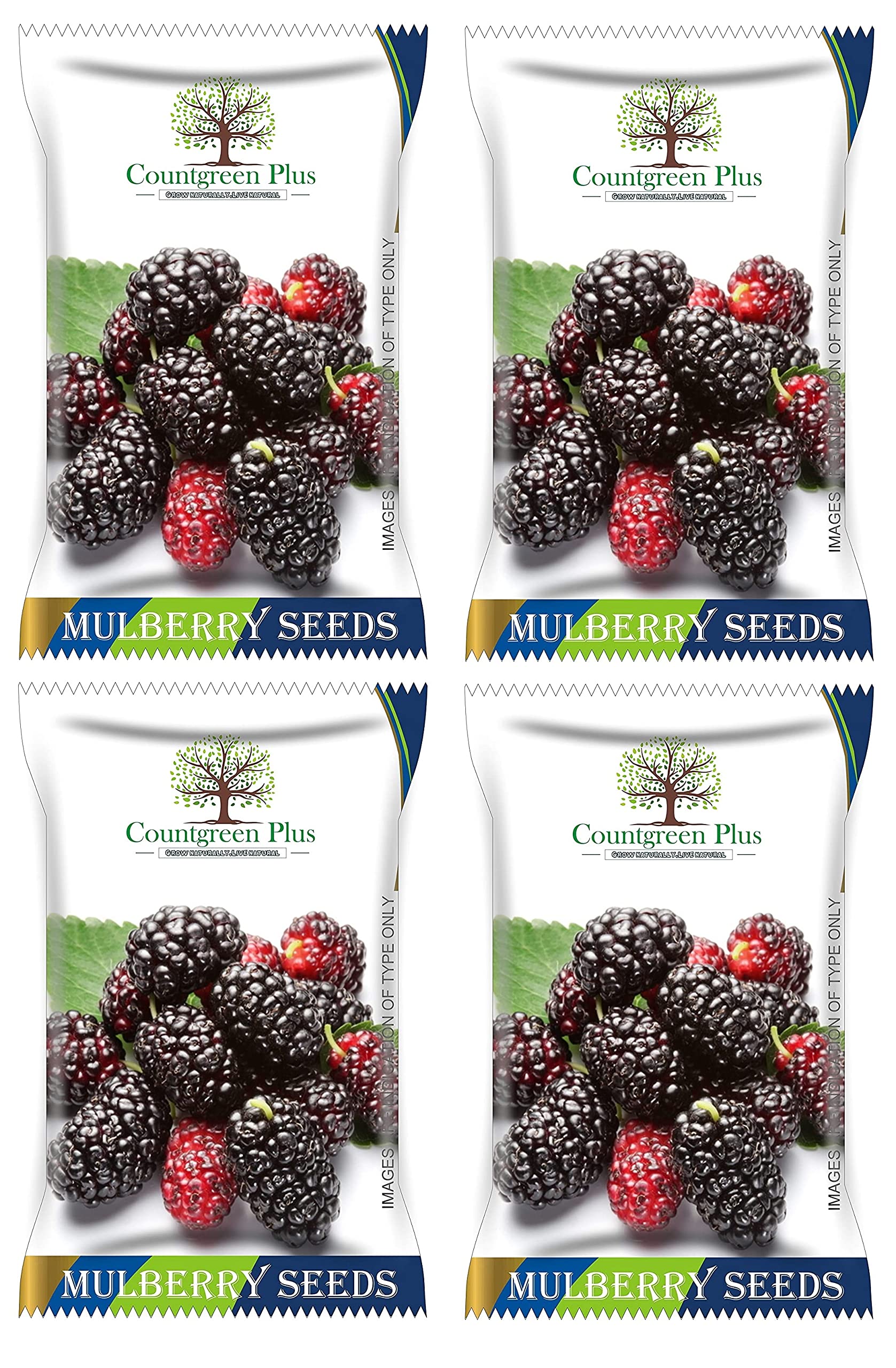 Grow Your Own Mulberry Fruit - Organic Seeds -10 Grow Your Own Mulberry Fruit - Organic Seeds -10