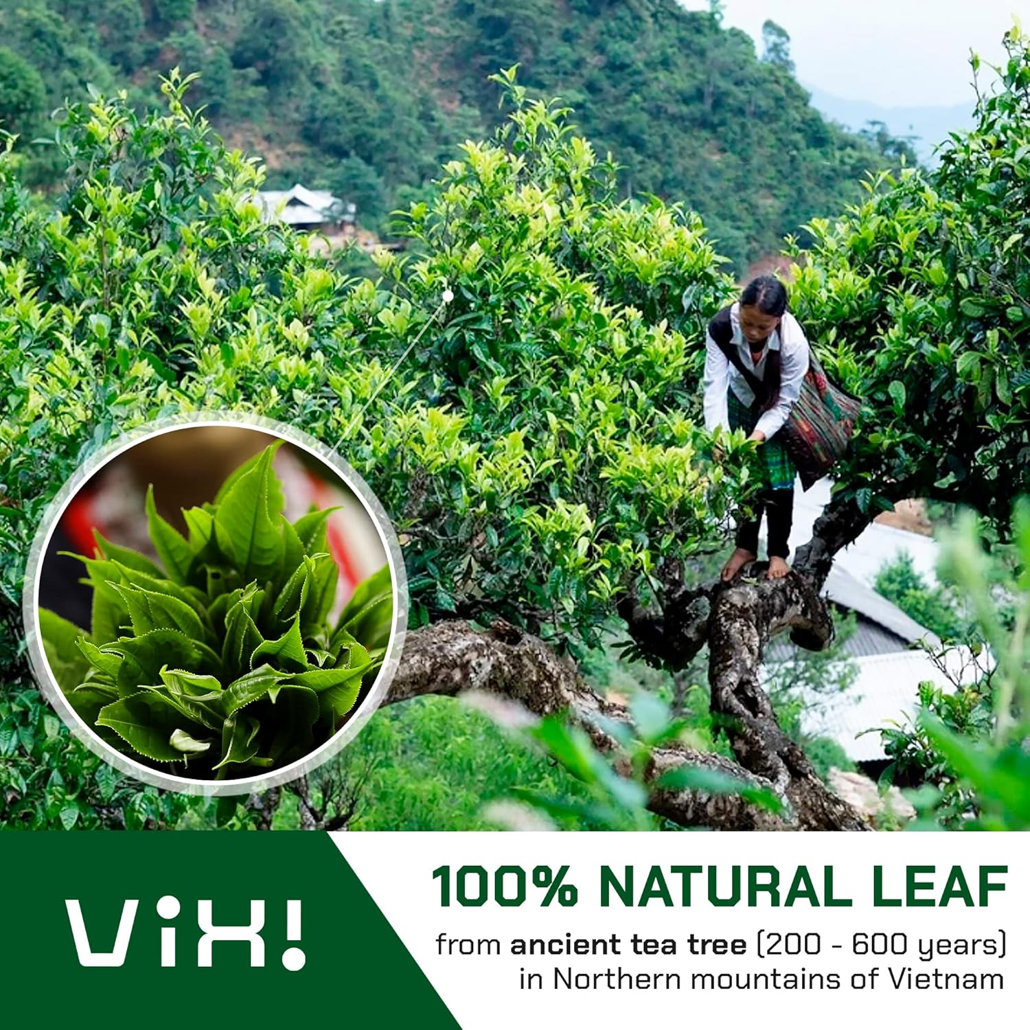 VIXI Green Tea Loose Leaf, (8.00 Oz), Vietnam's Mountain Tea, Caffeinated, Antioxidant, Dried Whole Full Large Leaves, 100% Natural from Ancient Tea Tree for Hot and Cold Brew - Image 2