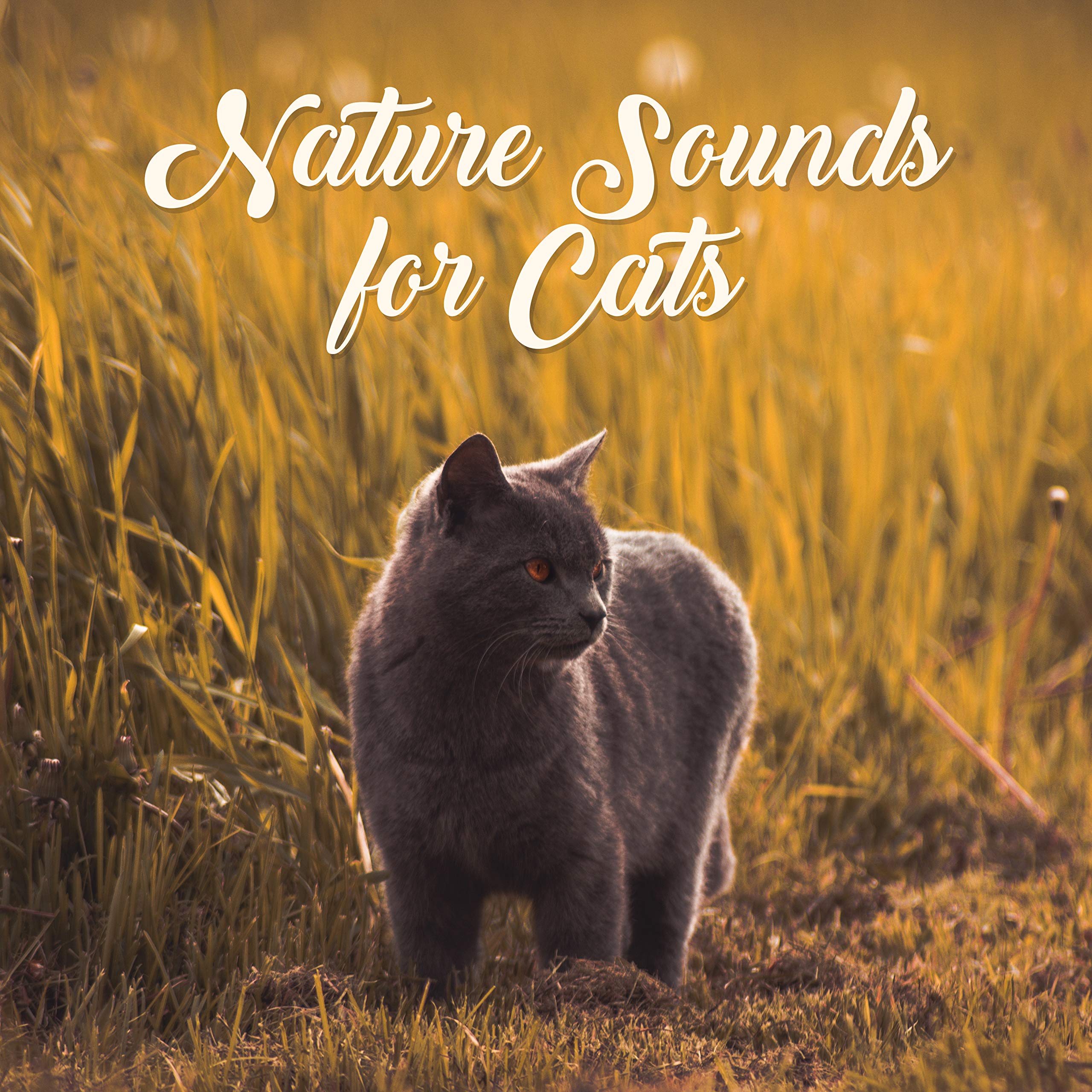 Pet Care Club, Rest & Relax Nature Sounds Artists, Sleep Sound Library