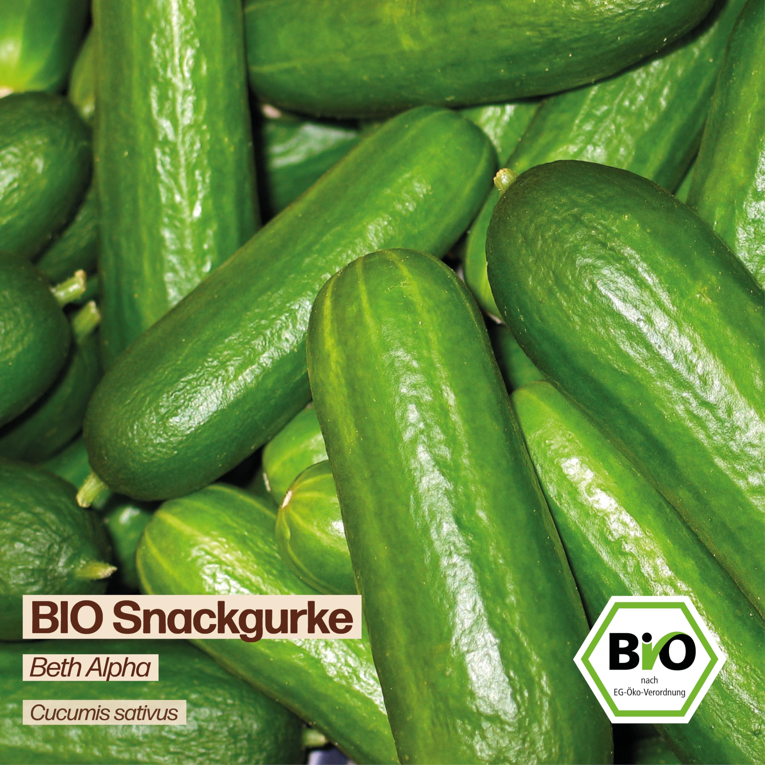 Samenliebe BIO Gurken Samen | Snackgurke Beth Alpha - mini & glatt - samenfestes BIO Saatgut