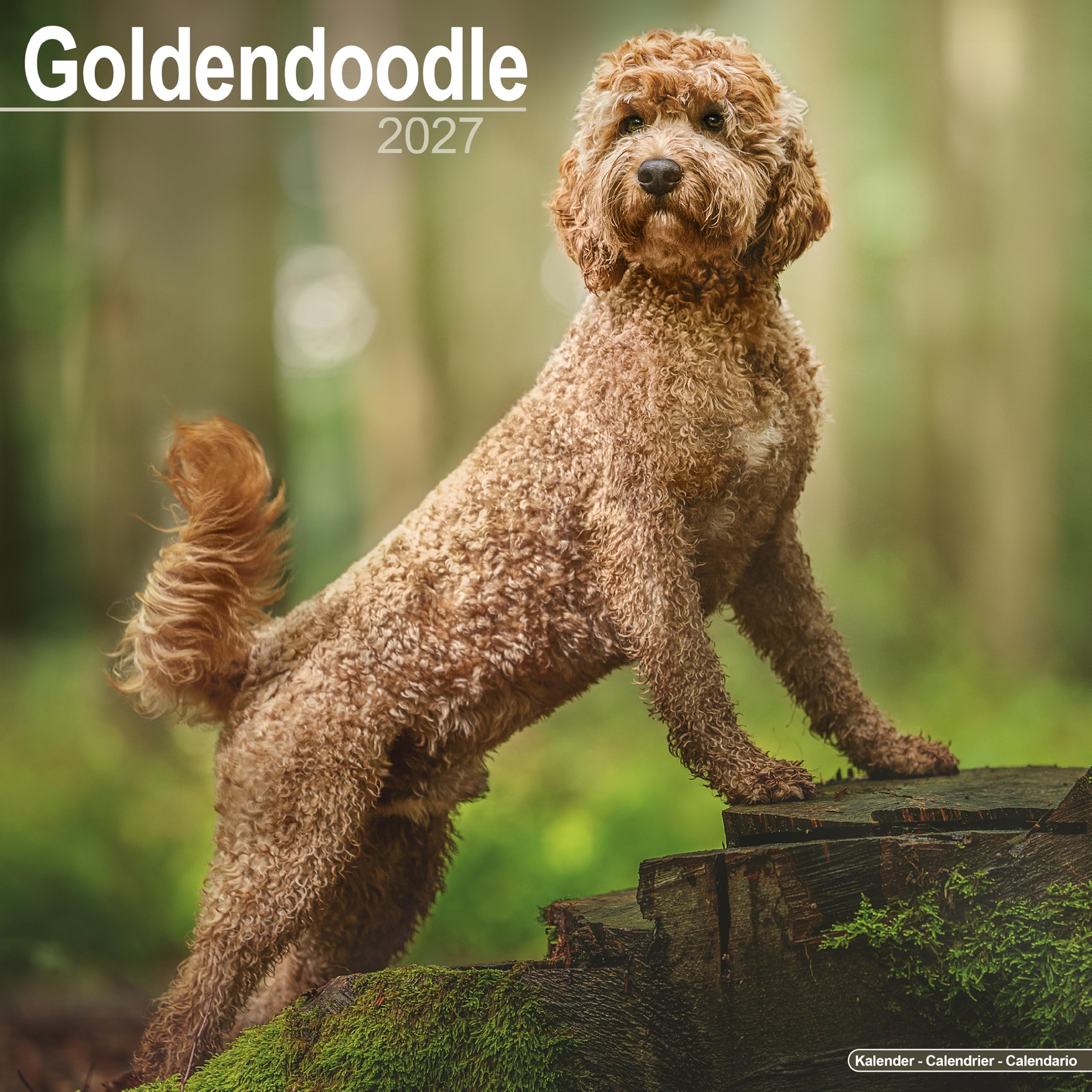 Goldendoodles Calendar 2027, Wall Calendars, Month To View, Dogs, Gift