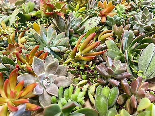 Miniatura 3 de Fat Plants San Diego veinticinco esquejes de suculentas pequeñas