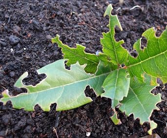 Nemasys Vine Weevil Killer 100 Sq. M, Next-Day Delivery