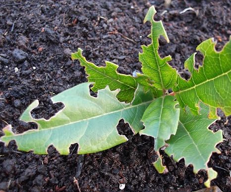 Nemasys Vine Weevil Killer 100 Sq. M, Next-Day Delivery