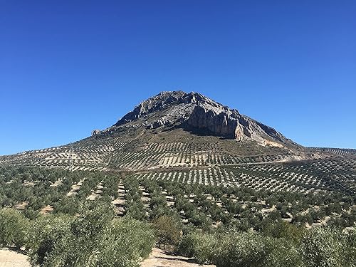 Miniatura 2 de Olivar Santamaría Aceite de oliva virgen extra variedad Hojiblanca de primera calidad prensado en frío España alto polifenol perfecto para aderezos