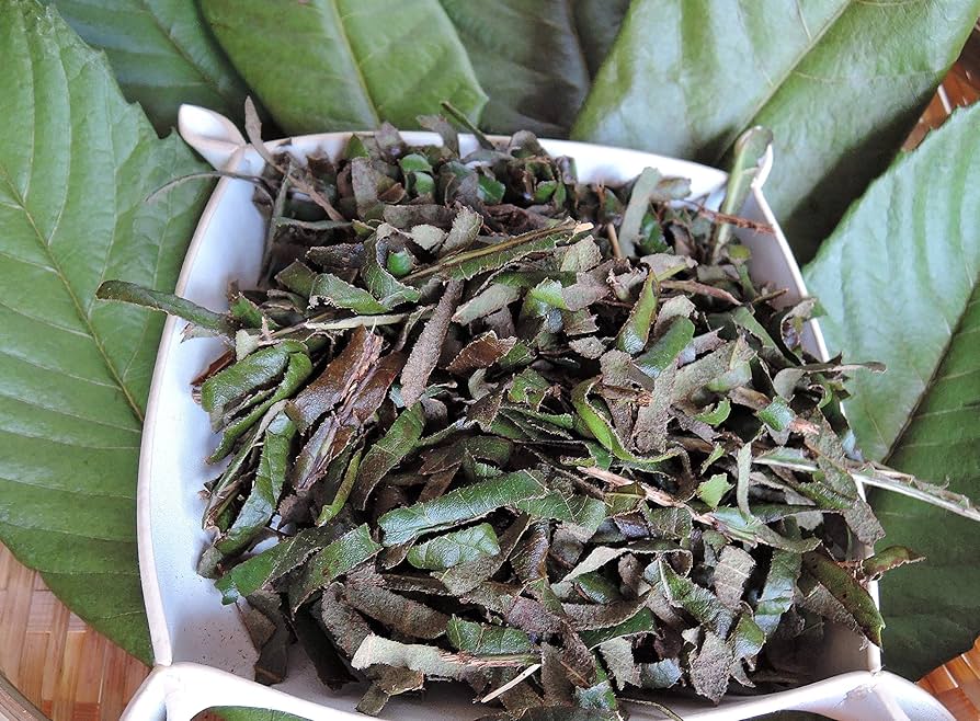 びわの葉っぱ！　乾燥or生葉 びわの葉っぱ！ 乾燥or生葉 【公式通販】