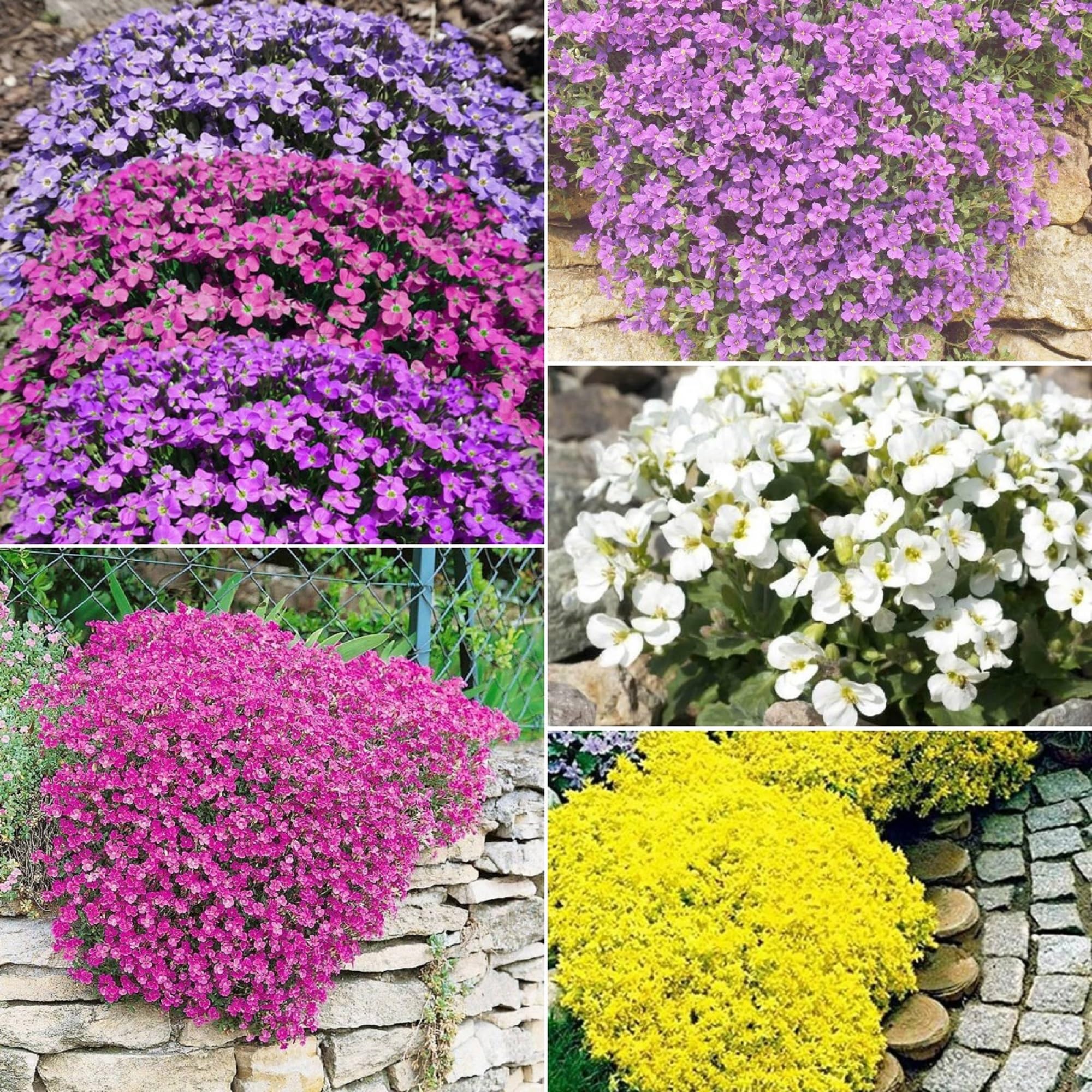 CHUXAY GARDEN Rainbow Rock Cress Seed 400 Seeds Colorful Large Aubrieta Cultorum Ground Cover Most Outstanding Spring Bloomers Heirloom Native Wildflower Makes Great Edging