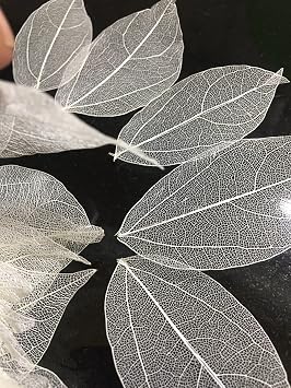 36pcs Natural Skeleton Leaf Natural Scrapbook Leaf Hollow Dry Leaves Decorative Skeleton Leaf for Craft Card Scrapbook