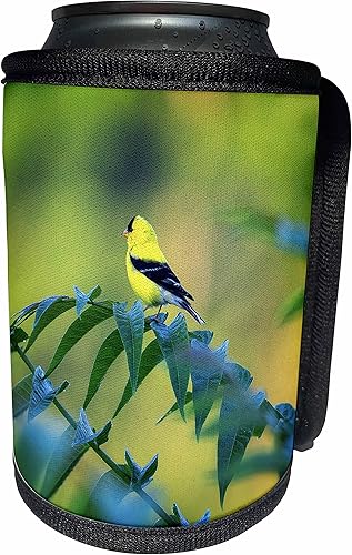 3dRose Yellow and Black bird sitting on tren limb - Can Cooler Bottle Wrap (cc_351708_1)