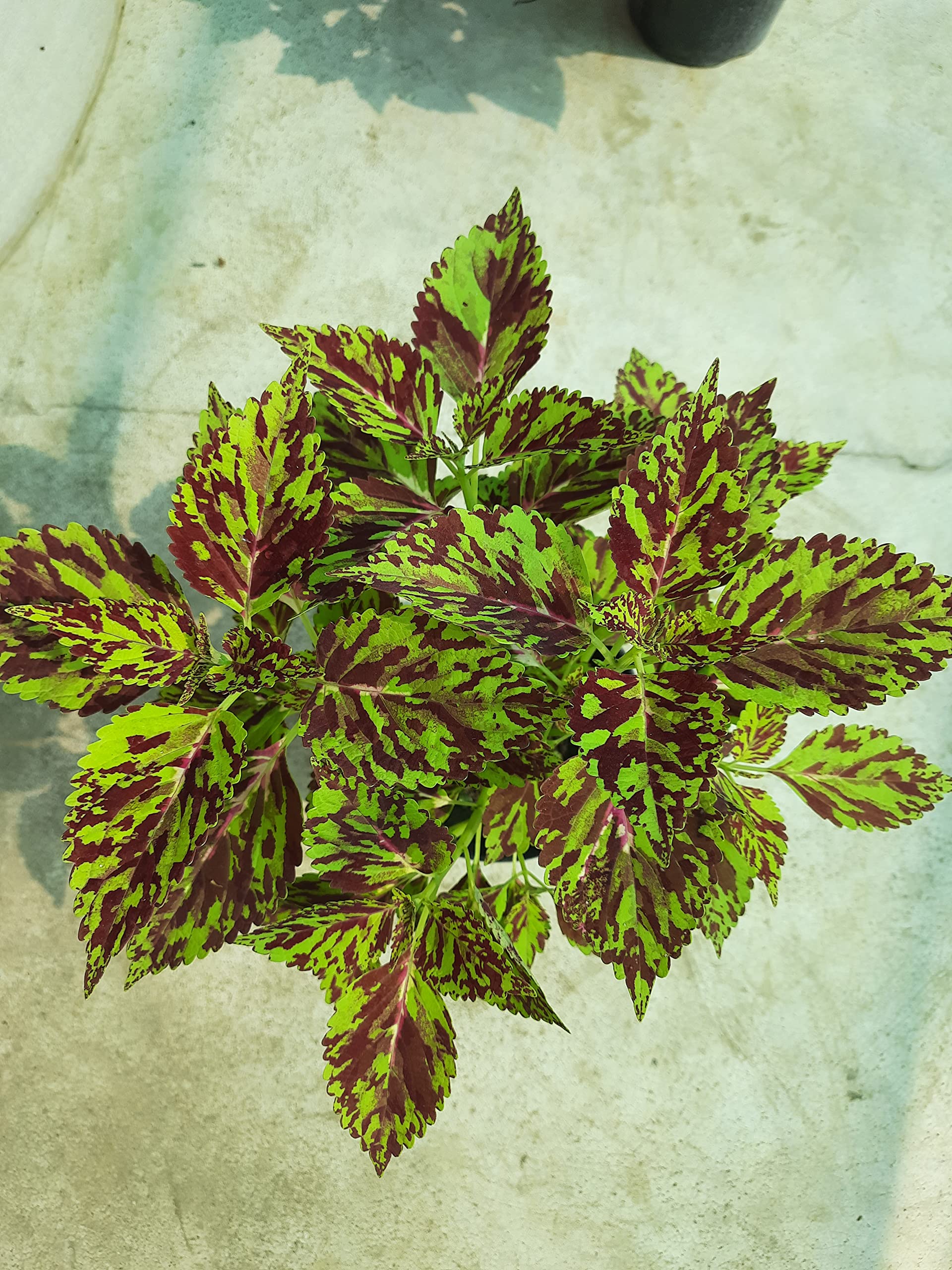 See full amazon price history chart for greEen Earth Live Coleus Plant (Green with Chocolate Splash) greEen Earth Live Coleus Plant (Green with Chocolate Splash) (B09W1MNLHQ) Amazon Price History, Amazon Price Tracker