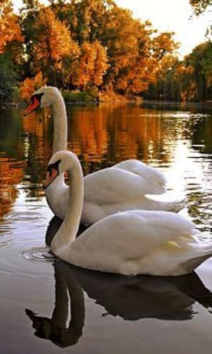 Beauty Swan Pictures – vue 3