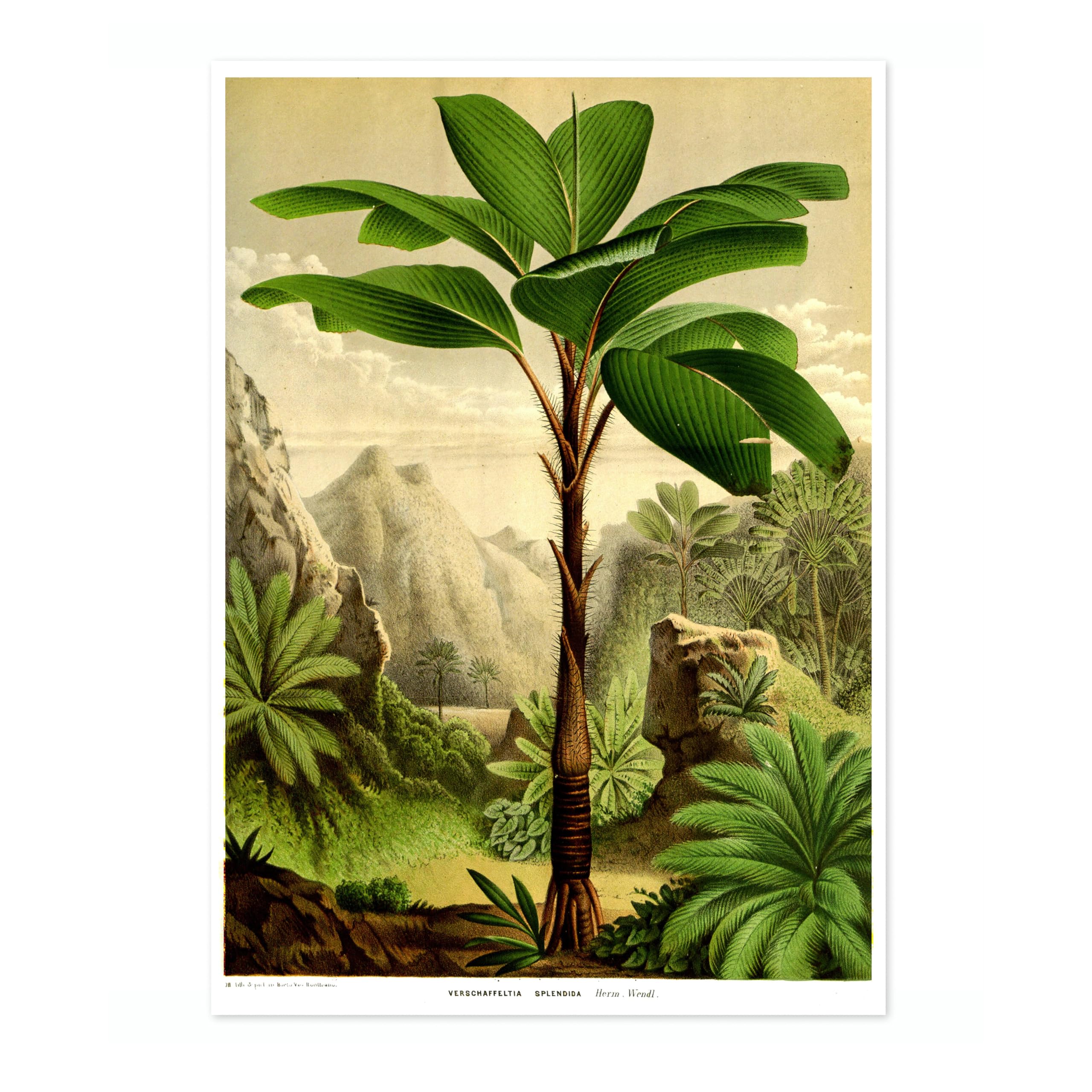 Tropical Tree Poster, Vintage Botanical Art Prints, Retro Encyclopedia Illustration Wall Art Plants Botany Pictures, Bedroom Living Room Home Decor, A5 (Print Only) - 21x14.8cm