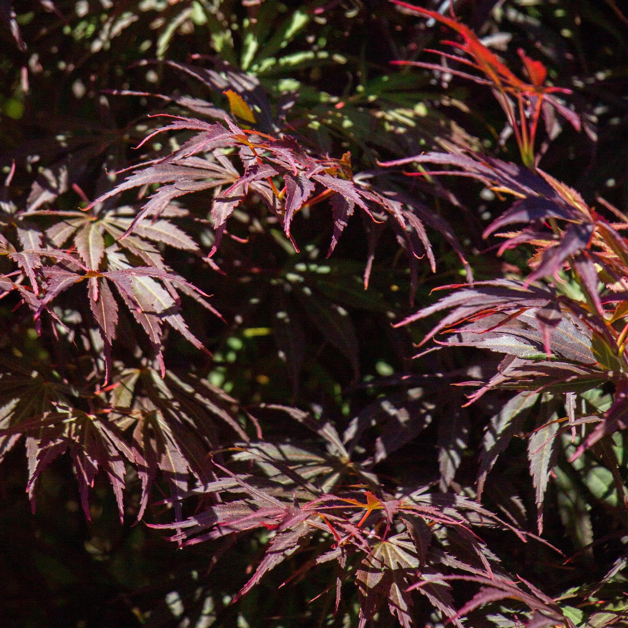 Japanischer Ahorn Acer palmatum 'Trompenburg' – Dunkel Lila – Balkon – & Gartenpflanze – Ø19cm – Ca. 70cm hoch