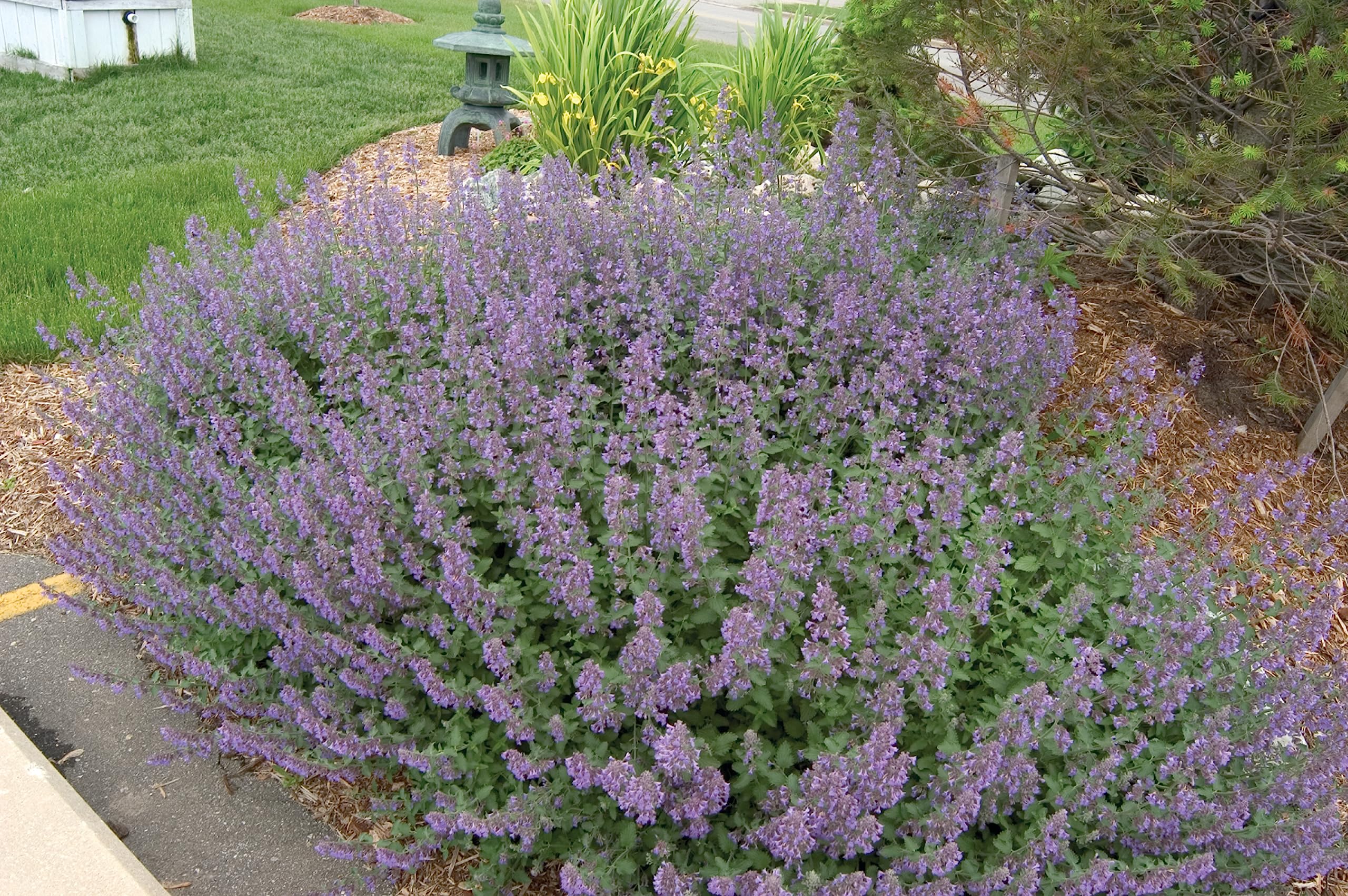 Greenwood Nursery Walkers Low Catmint