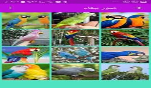 com.babaghaa.alshujiry