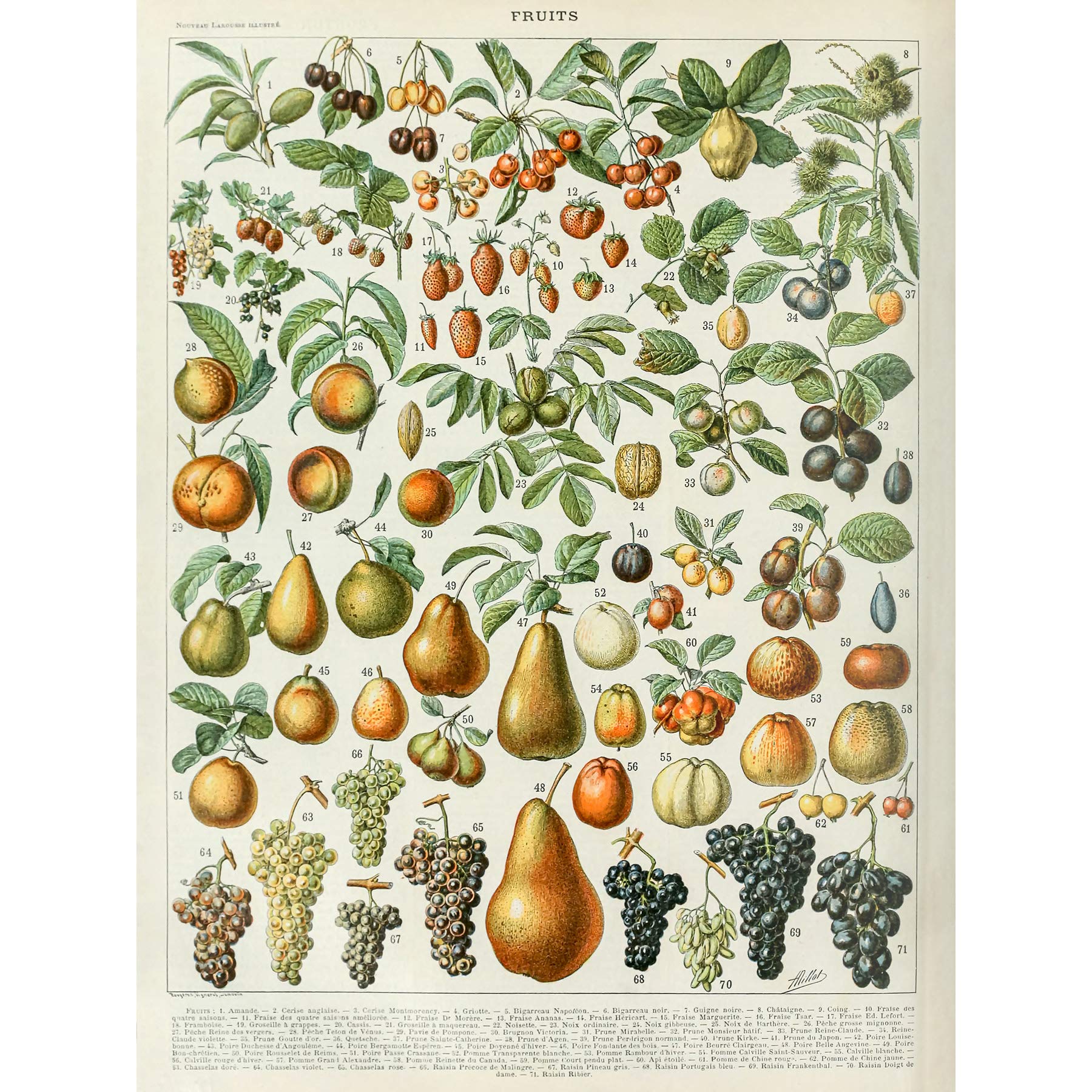 Artery8 Millot Encyclopedia Page Fruit Pear Grapes Premium Wall Art Canvas Print 18X24 Inch