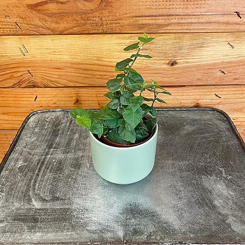 Ficus Pumila - Higo rastrero, planta de 2 pulgadas