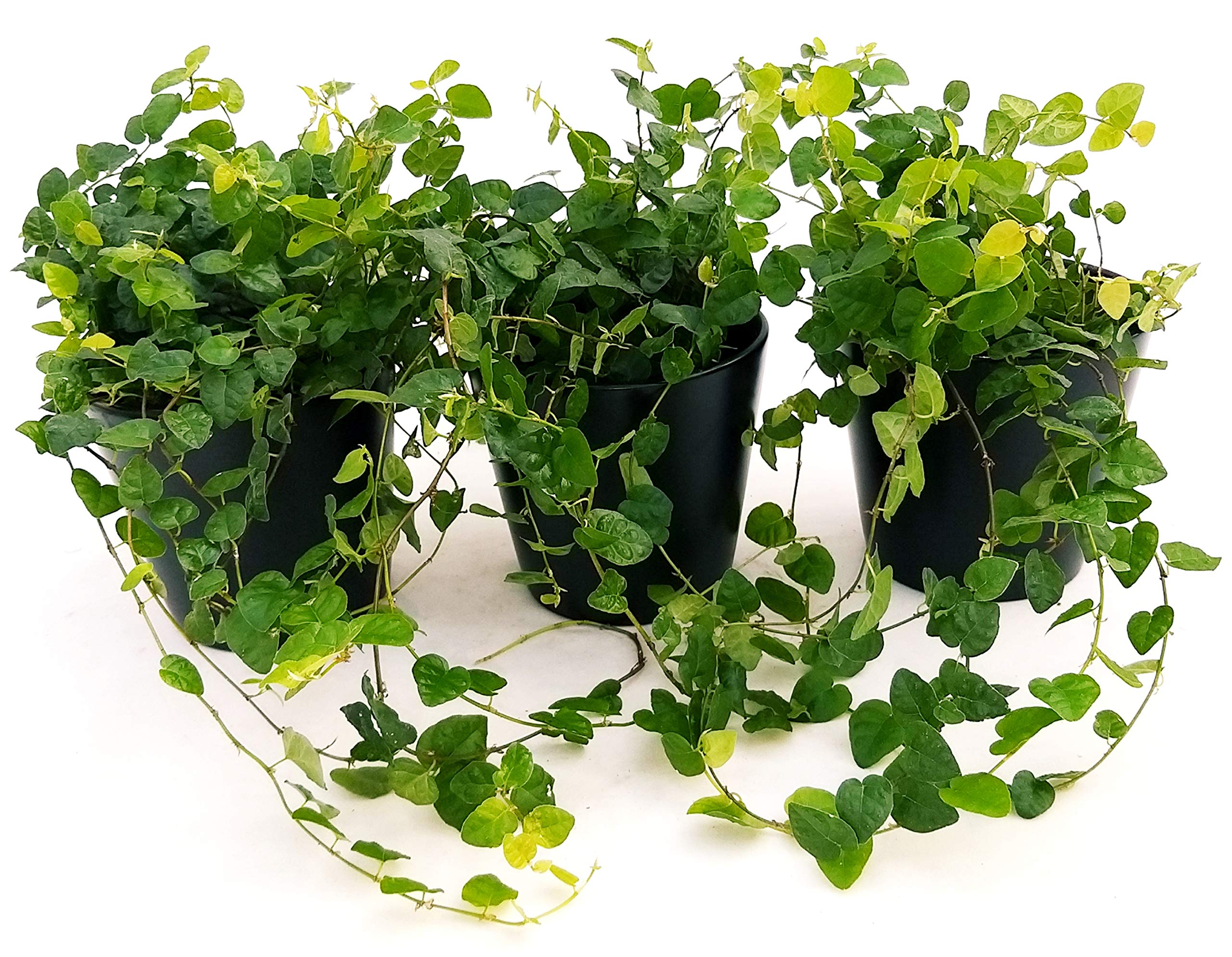 POWERS TO FLOWERS - FICUS PUMILA, FICUS REPENS IN VASO CERAMICA NERO OPACO, 3 PIANTE V12, Piante Vere