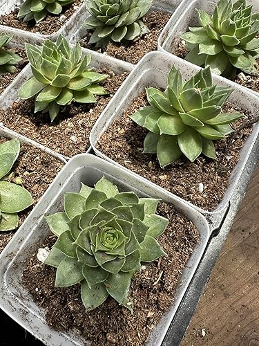 Live Sempervivum Arachnoideum Colorockz - Plantas suculentas de lima rubí, paquete de 2, macetas de 3 pulgadas