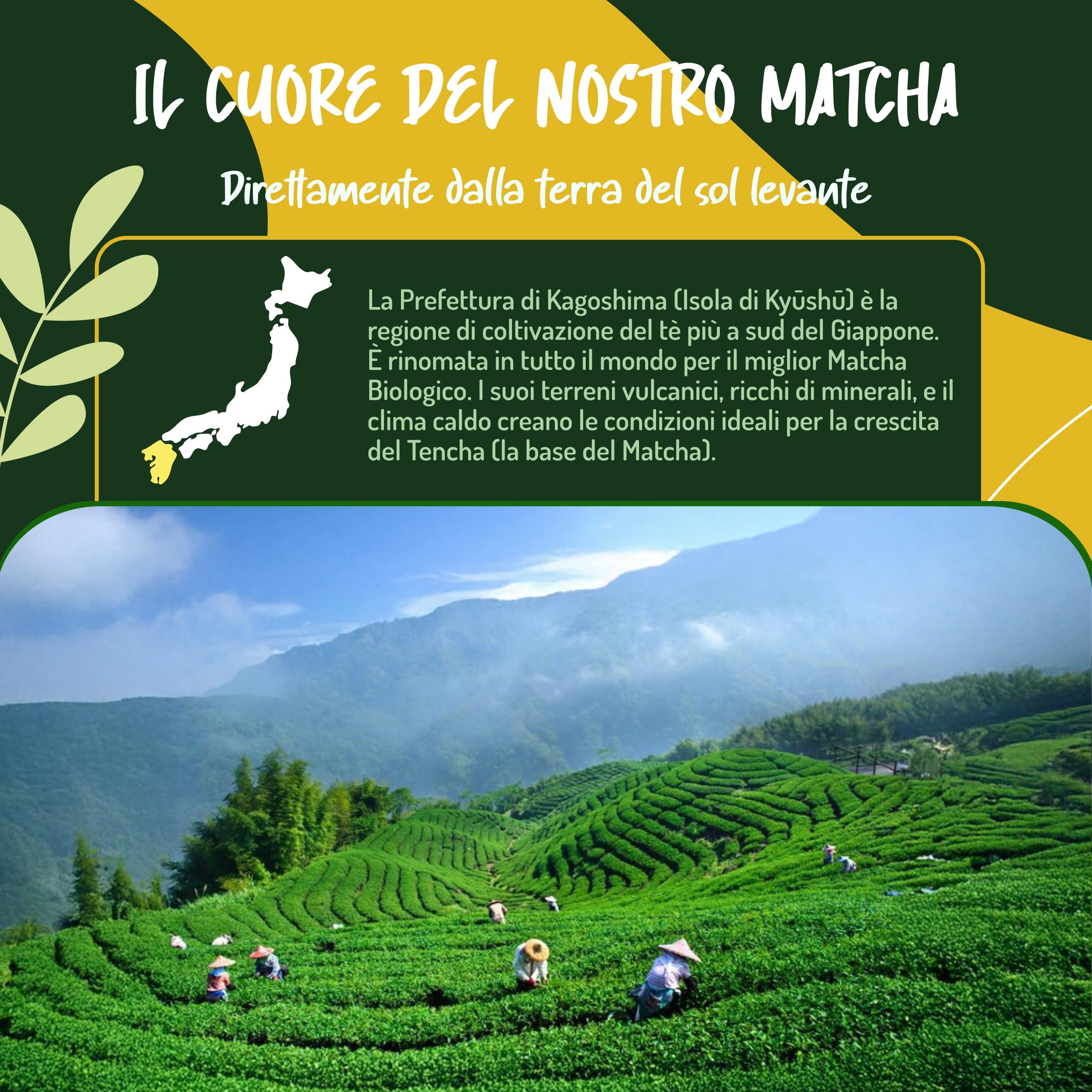 The Matcha Cerimoniale Giapponese e Bio - 100g. Te Verde Matcha in Polvere Biologico per Cerimonia del Tè Matcha Latte o Frullati. Organic Matcha Green Tea Powder.