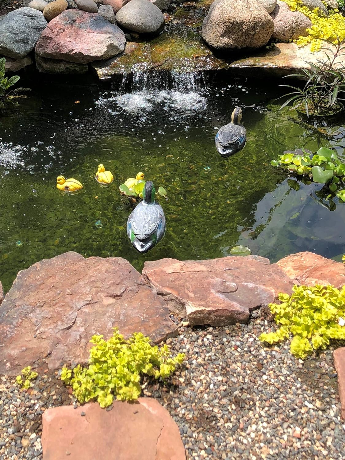 Pond H2o Floating Duck Decoy Family Pack, Contains One Male Mallard (Drake), One Female Mallard (Hen) and 3 Ducklings, Decoy, Yard Decoration