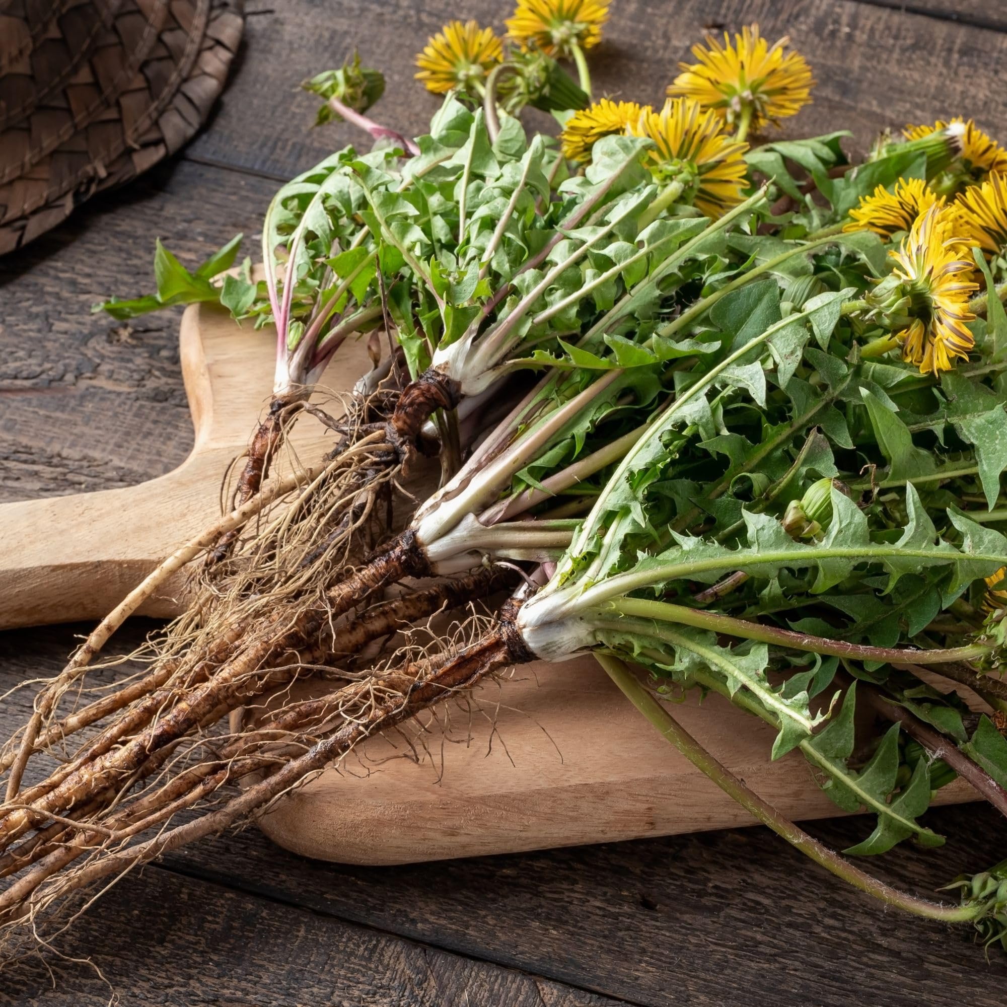 Alpi Nature Biologische Paardenbloemwortel (500 G) – Gesneden En Gedroogd, Vrij Van Toevoegingen – Voor Paardenbloemthee, Veganistisch
