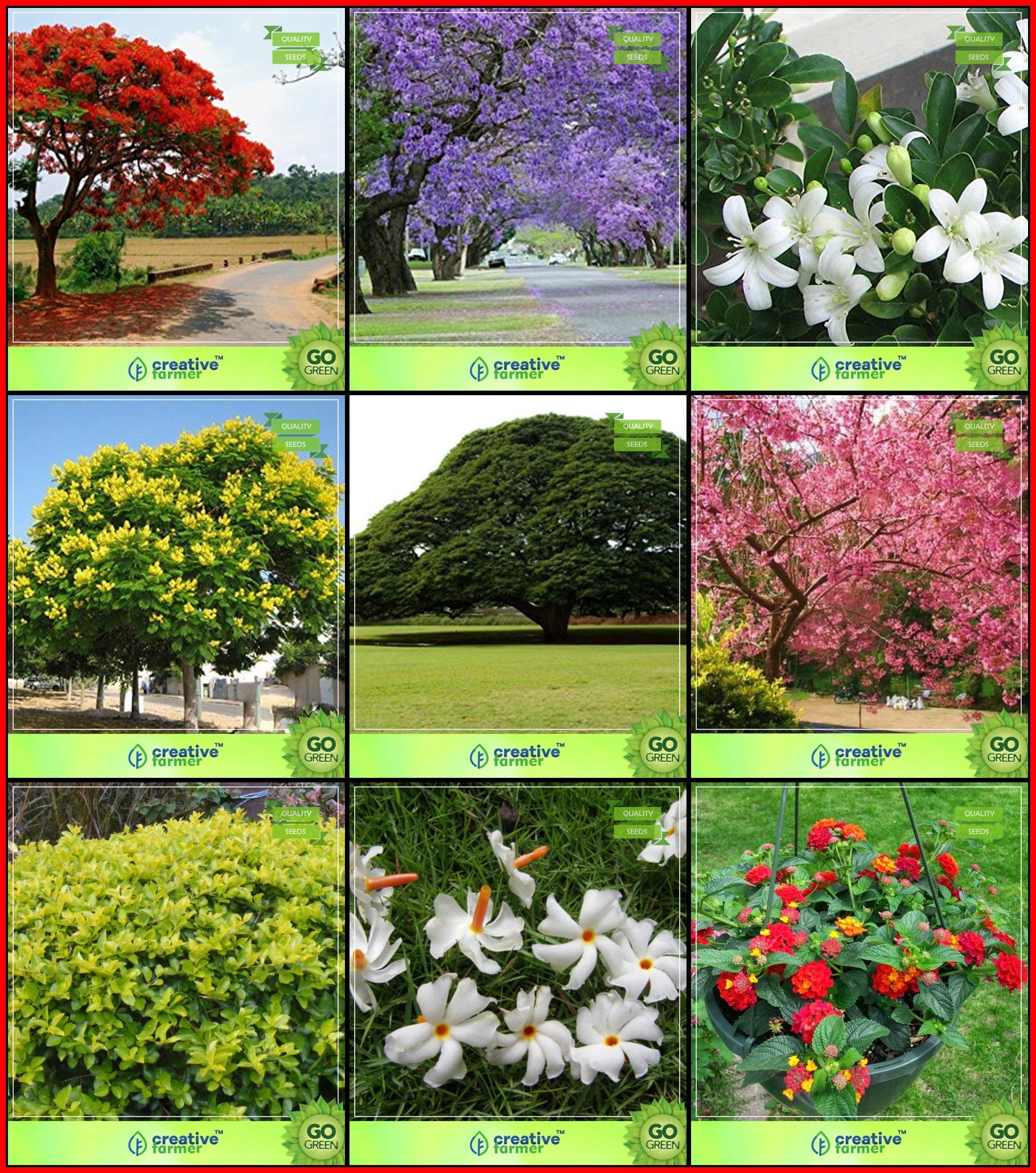 OhhSome Best Seeds Combo Tree Seeds : Jacaranda, Flame Tree, Murrayya Exotica, Yellow Flametree, Coco Tamarind, Himalayan Cherry, Duranta Varigata, Har Singar, Tickberry Terrace Gardening - Eco