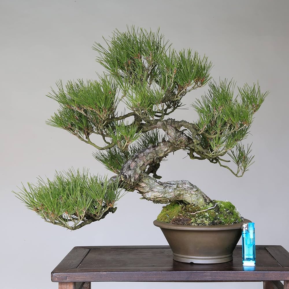 Amazon.co.jp: 山採り赤松 模様木 中品盆栽【泰寿園 Online